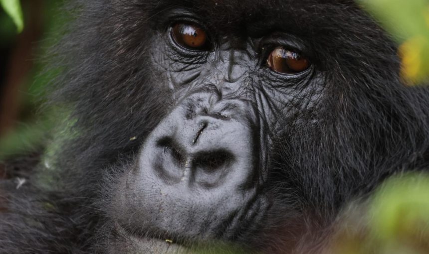 Why Visit Rwanda in 2026: The Land of a Thousand Hills, Wildlife, Culture & Authentic Experiences