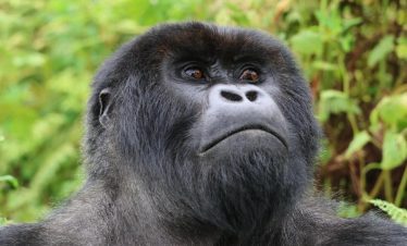 Gorilla Trekking Rwanda Tour