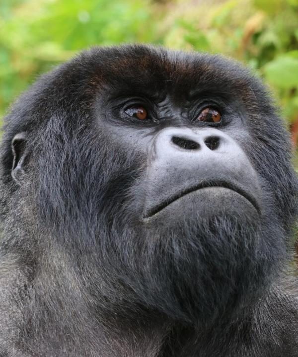Gorilla Trekking Rwanda Tour