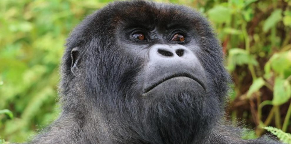Gorilla Trekking Rwanda Tour