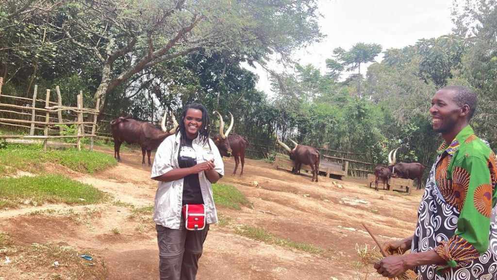 Inyambo royal cows at the King's Palace Museum in Rwanda