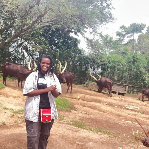 Inyambo royal cows at the King's Palace Museum in Rwanda