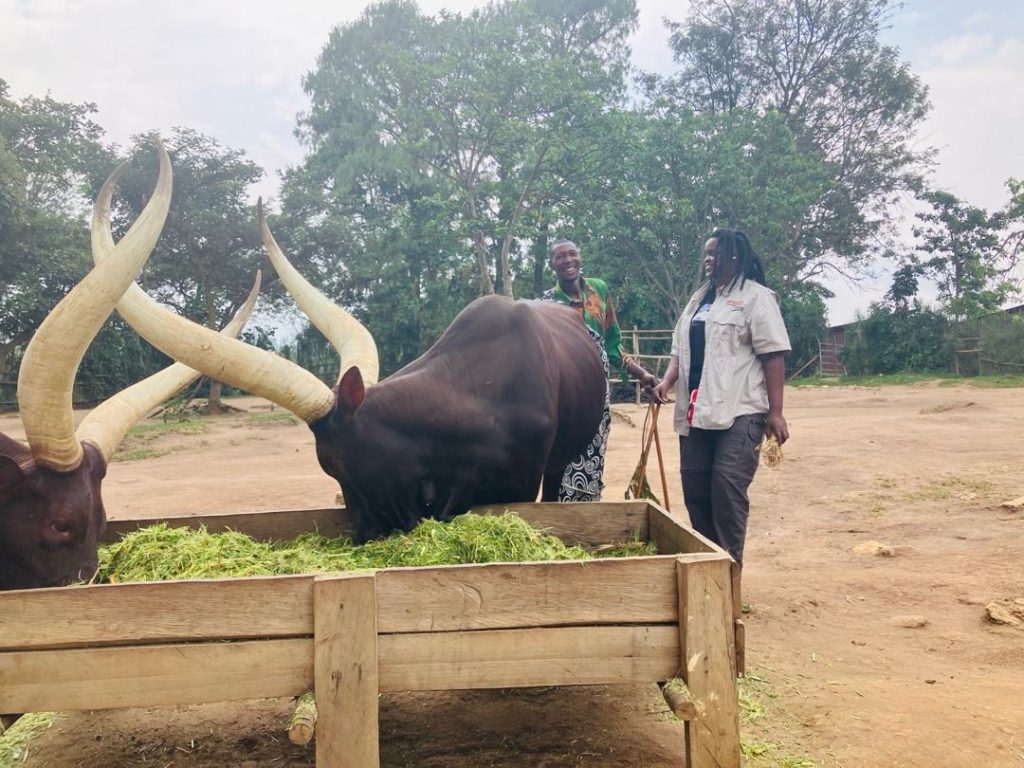 Traditional long-horned Inyambo cattle at the King's Palace Museum