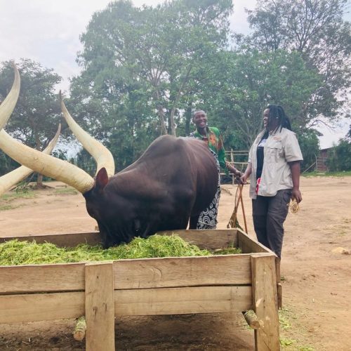Traditional long-horned Inyambo cattle at the King's Palace Museum