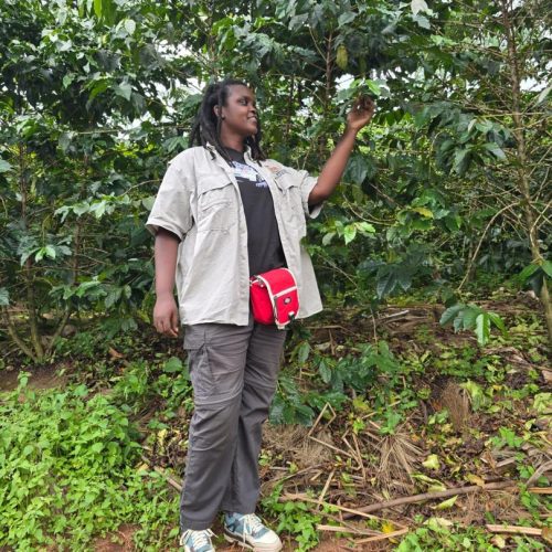 Coffee farm experience in southern Rwanda