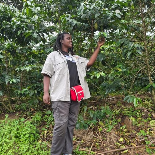 Coffee farm experience in southern Rwanda