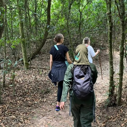 Traveler walking through Nyungwe National Park rainforest Rwanda