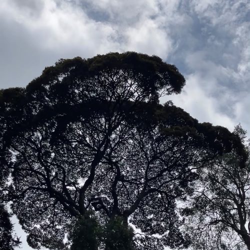 Broccoli tree in Nyungwe National Park Rwanda rainforest