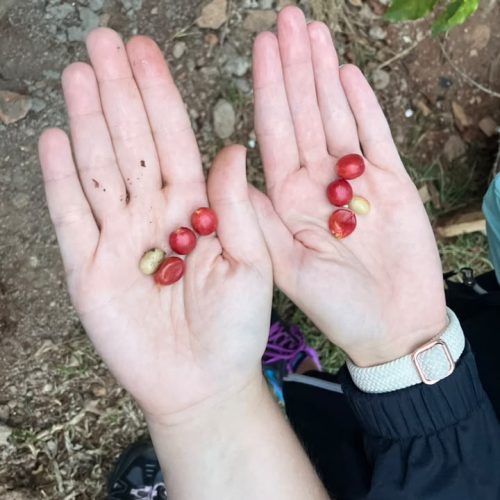 Rwandan coffee beans held in hands during a coffee experience in Huye
